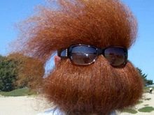 hidininbeard.jpg
