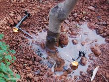 Individual drip lines to each orchard tree...
