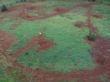 Another shot of the finished closed-loop irrigation through