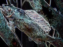 Proj 7 IMG_2768 Fish.jpg