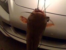 Catfish1.jpg