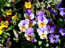 IMG_2989 Pansy.jpg
