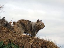 37 squirrel.jpg