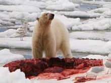 polarbear-eating-meat.jpg