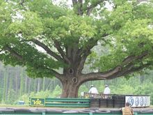IMG_2698.jpg