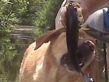 tuck fish2.jpg