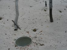 lizard 5.jpg