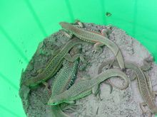 IMG_3443.jpg