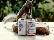 squirrel.jpg