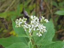 IMG_1357.JPG