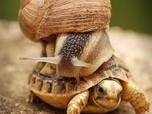 turtlesnail.jpg