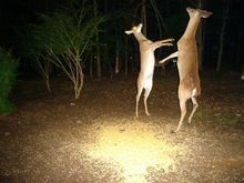 BlairWitchDeer