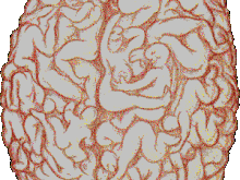 brain