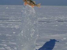 fish On Ice