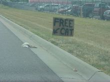 freecat1.jpg