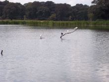 tatton park 004