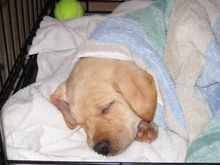 sleepingmaggie.jpg