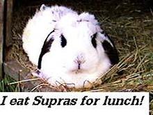 rabbit 2.jpg