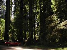 Trees.JPG