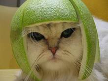 limeheadcat.jpg