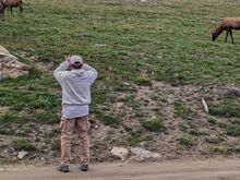 ^8-8-2023.  Elk were hanging out at the end of the Old Fall River Road, just at the Alpine Visitor Center.


