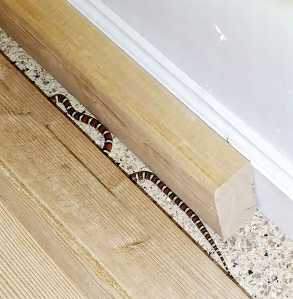 8-12-2018.  Milk snake.