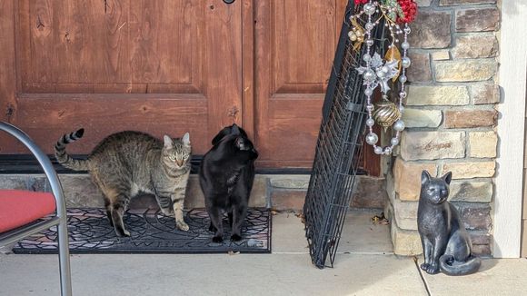 ^12-23-2023. Maury and Atticus.


