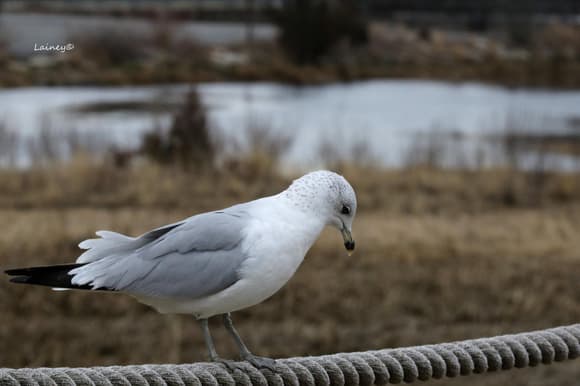 Pensive seagull