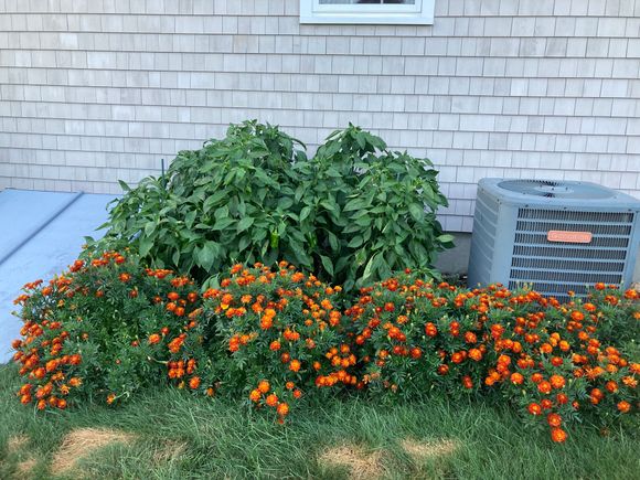 Eight pepper plants