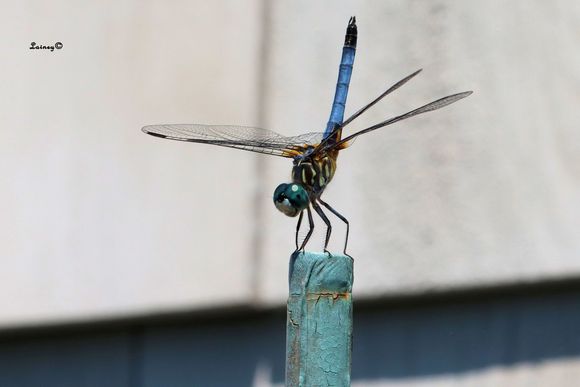 Blue dasher dragonfly