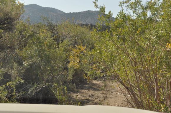 yes is part of the trail