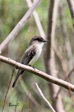 Eastern Phoebe