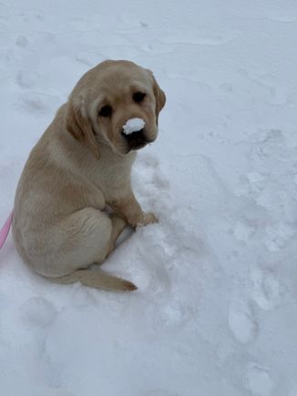 Meet Indy. She came home to me from a place in the Catskills. She is 10 weeks old and has been a joy to have. 