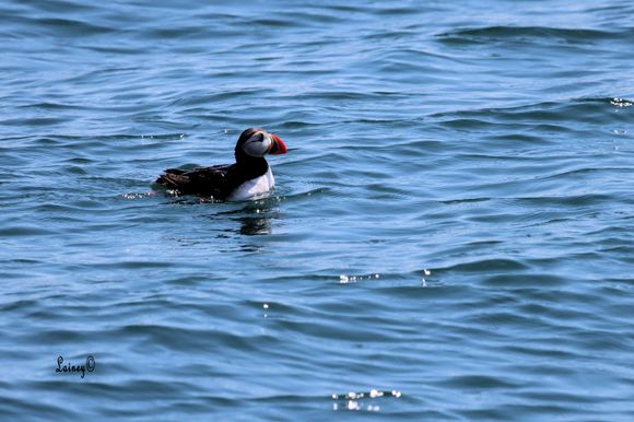 Atlantic Puffin