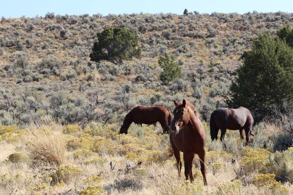 we saw a lot of beautiful healthy horse all along the trail.