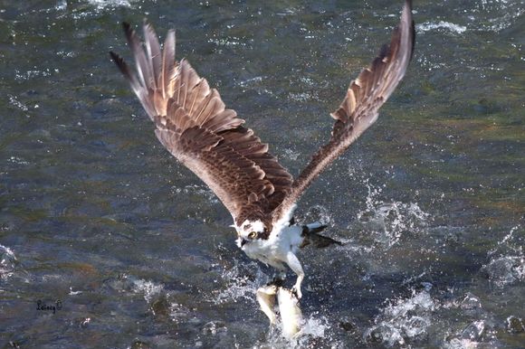 Hanging on to the fish as he flies up