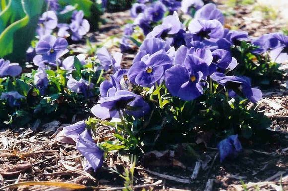 PANSIES.jpg