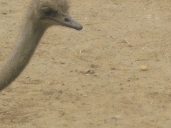 Zoo_5-30-04 017.jpg
