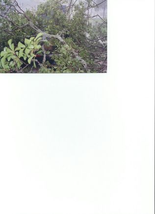 S vs Tree 1.jpg