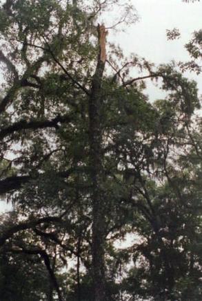 Remaining Part of Tree.jpg