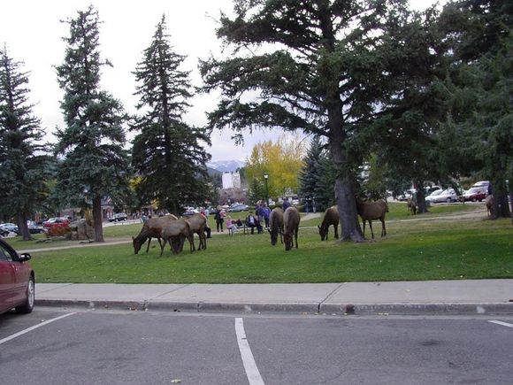 Elk-Estes_Park.JPG