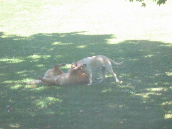 maggie and buster