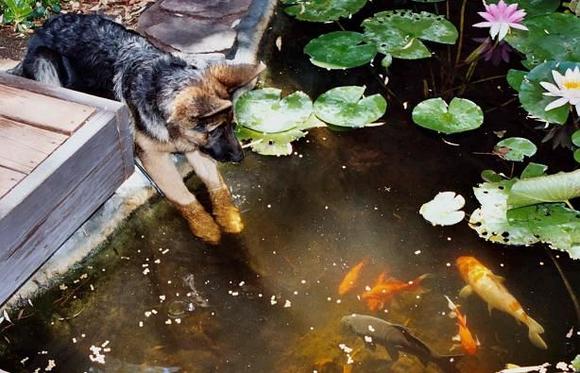 Rogue &amp; pond, Aug. 2004