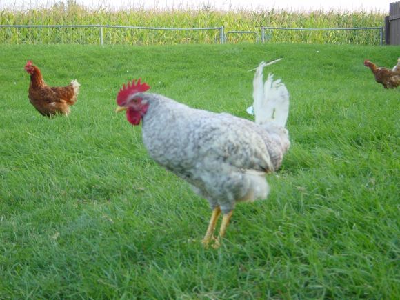 scarlet grayrooster.jpg