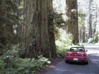 Day13_sm_TreeAndCar1.jpg