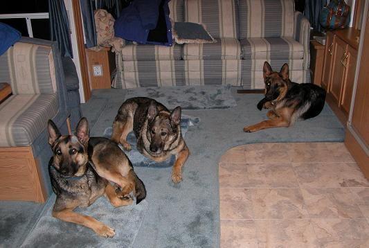 041113 Dogs in trailer.JPG