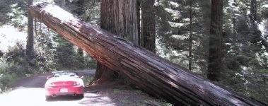 Day13-Redwood.jpg