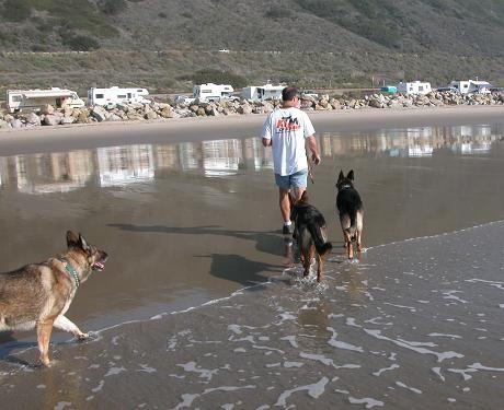 11-26-04 Ak and dogs on beach