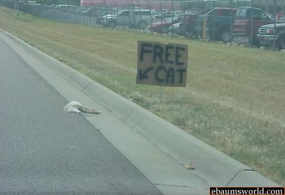 free cat.JPG