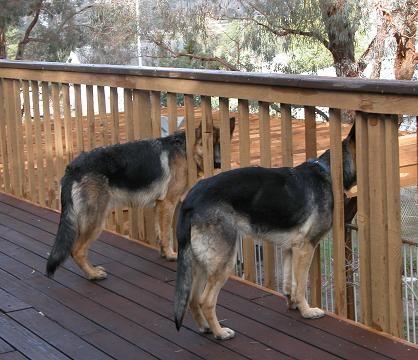 1-7-05 Rogue and Vector butts